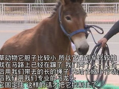印度成人视频免费观看